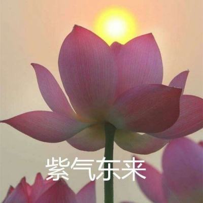 火王手游下载